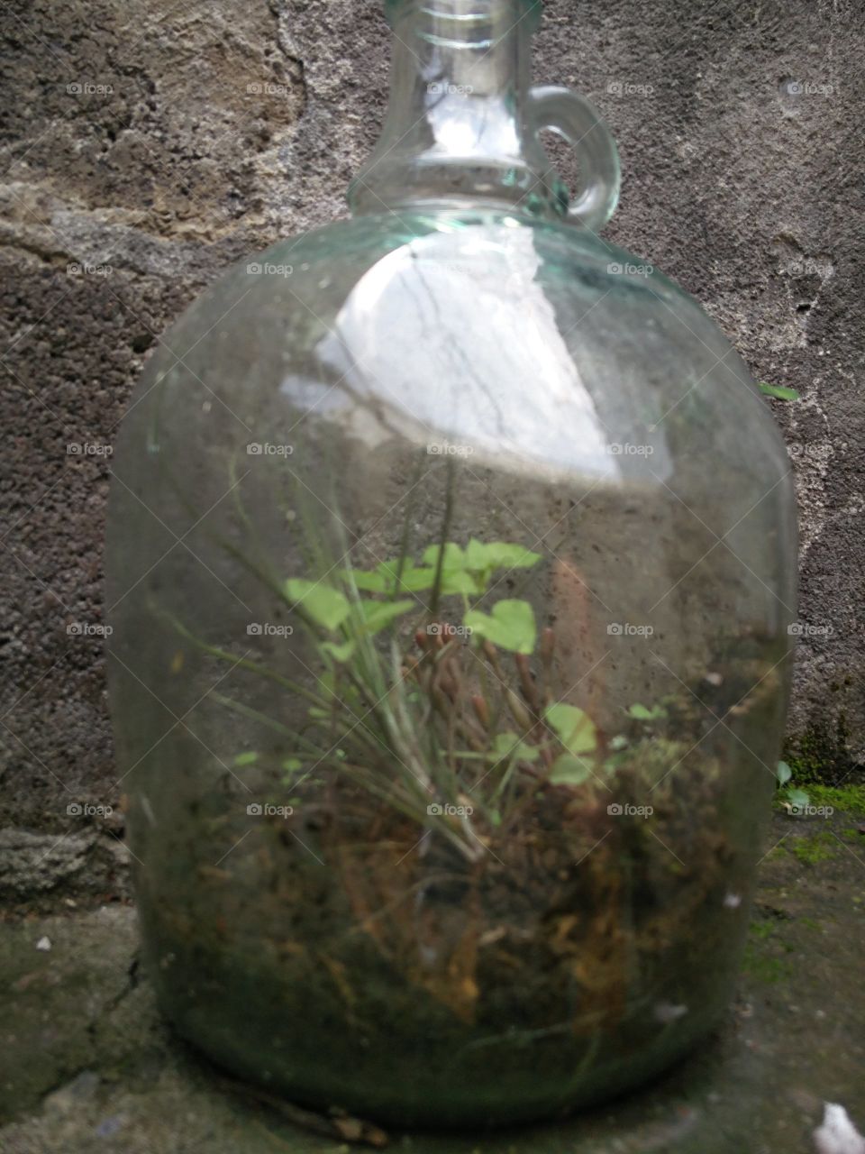 bottle plants