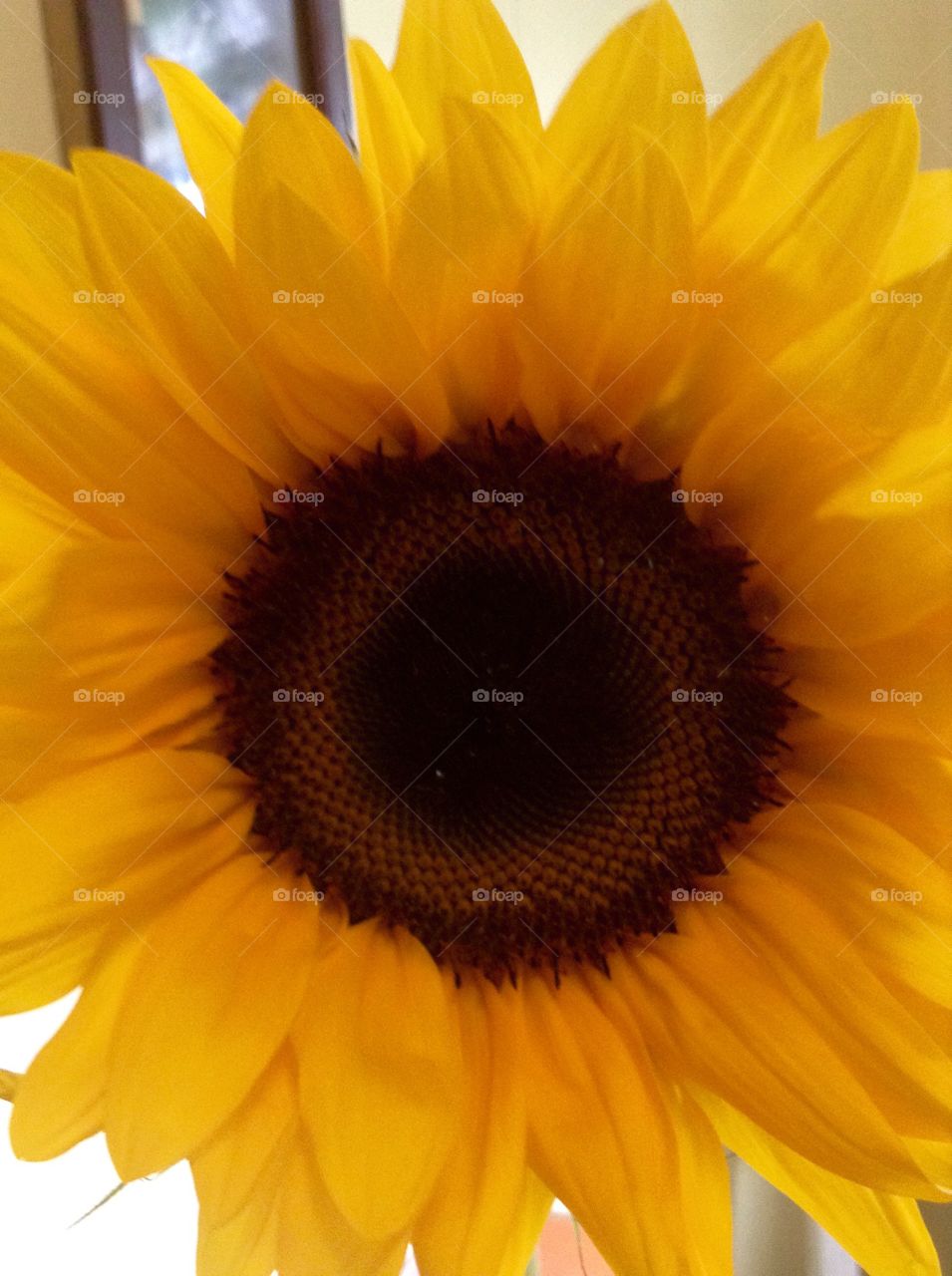 Sunflower . This the season for the sunflower to bloom.