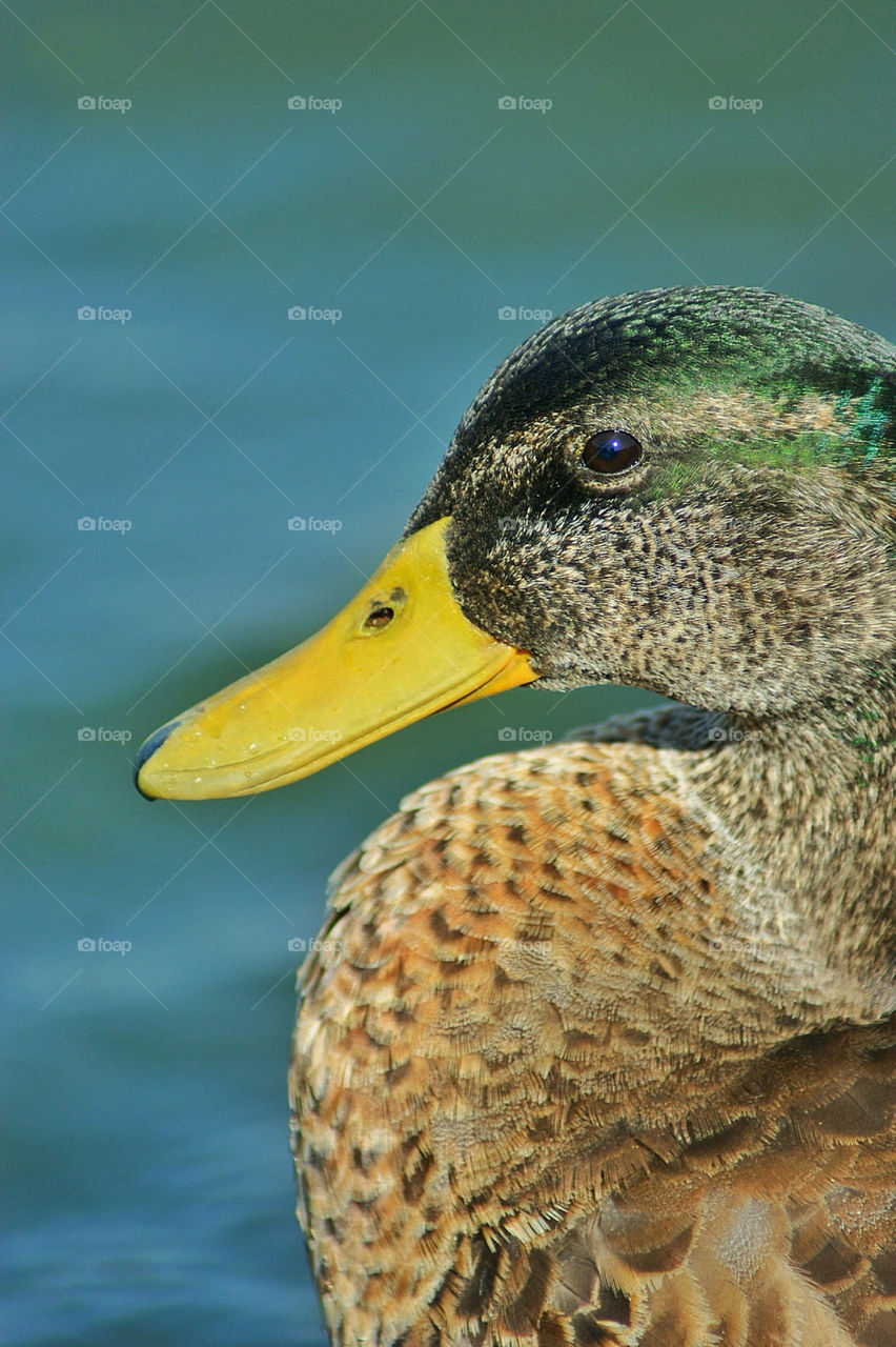 Close-up of bird