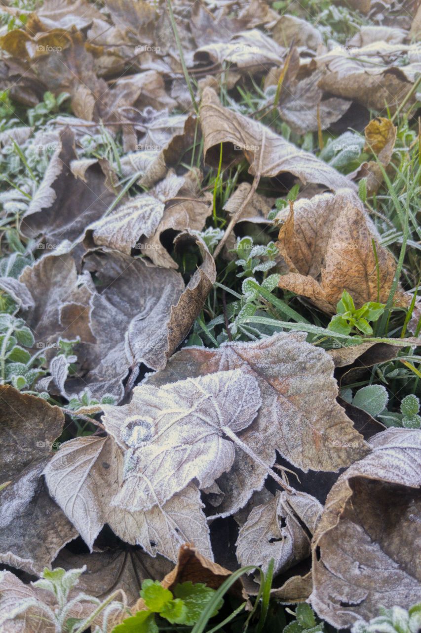 le foglie infreddolite dall'arrivo dell'inverno