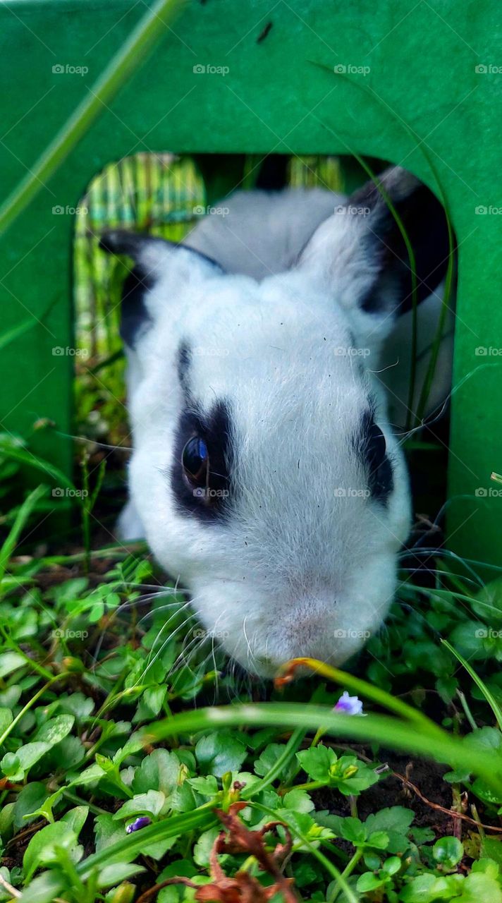 The flower smell good.