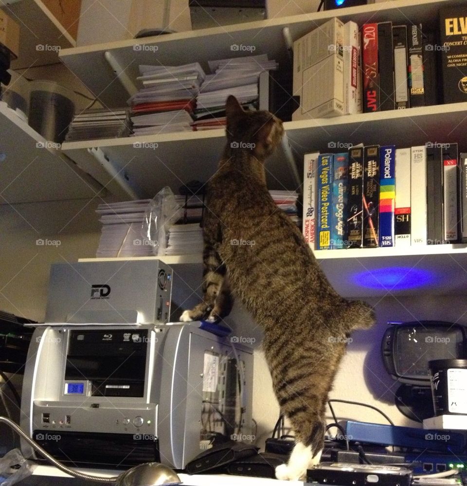 Cat in the Office