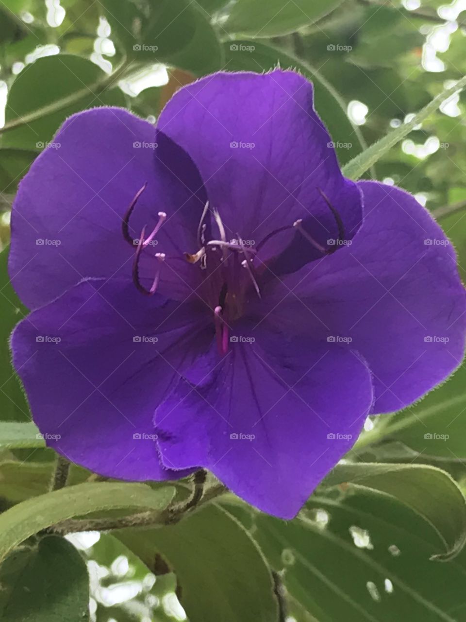 Purple flower, New Zealand, January 2017
