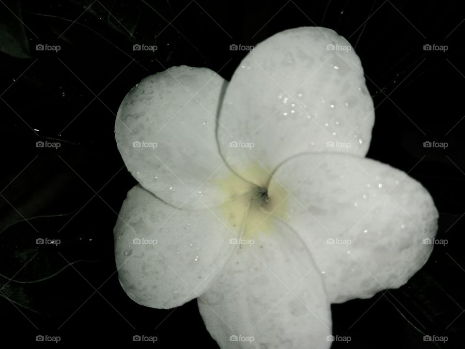 light colour of flowers 
between brightness