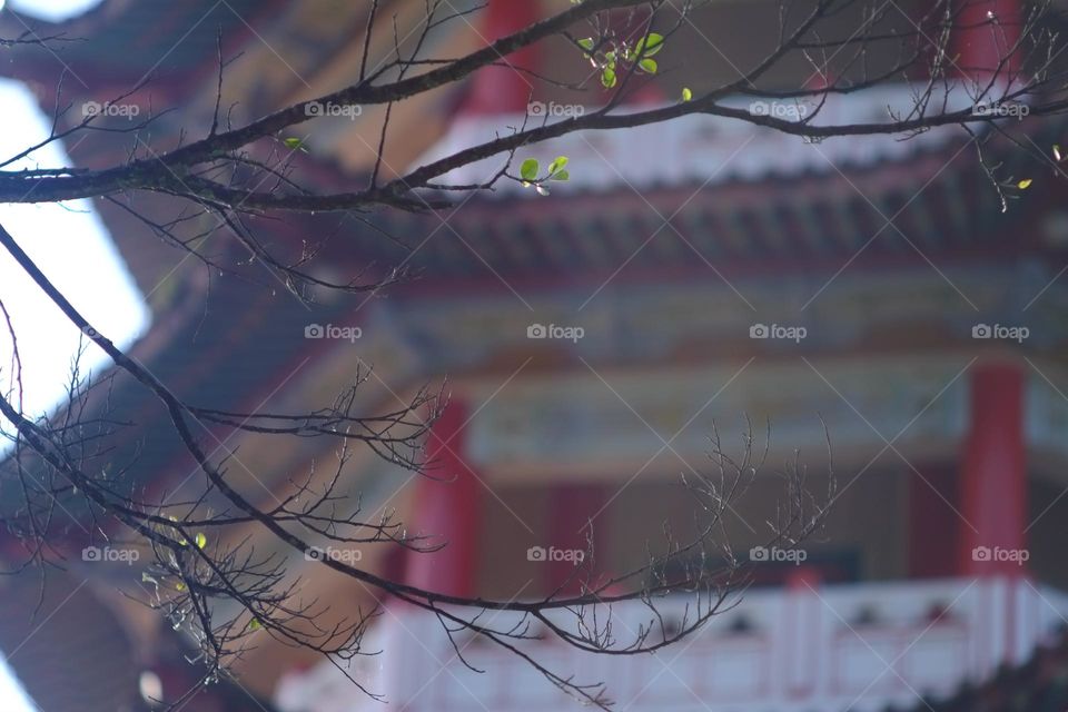 tree branch with temple as background