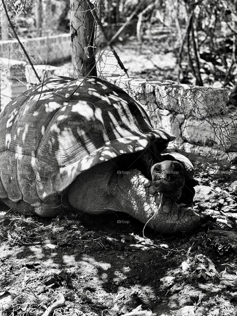 Look! The tortoise is smiling