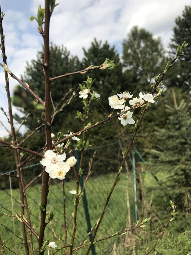 Spring
