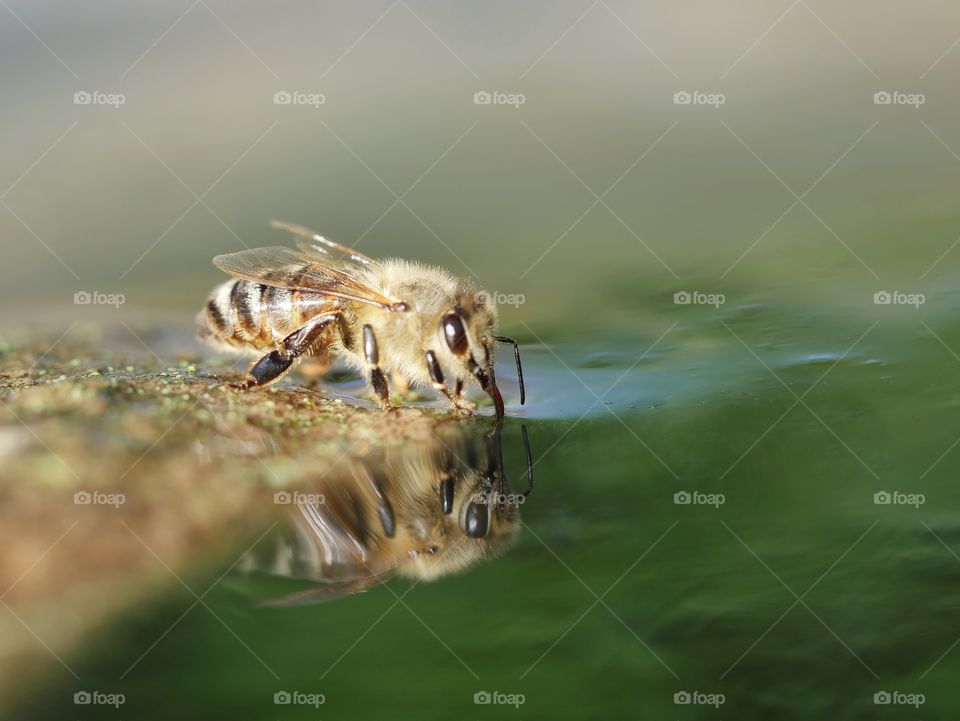 Thirsty bee drinking water