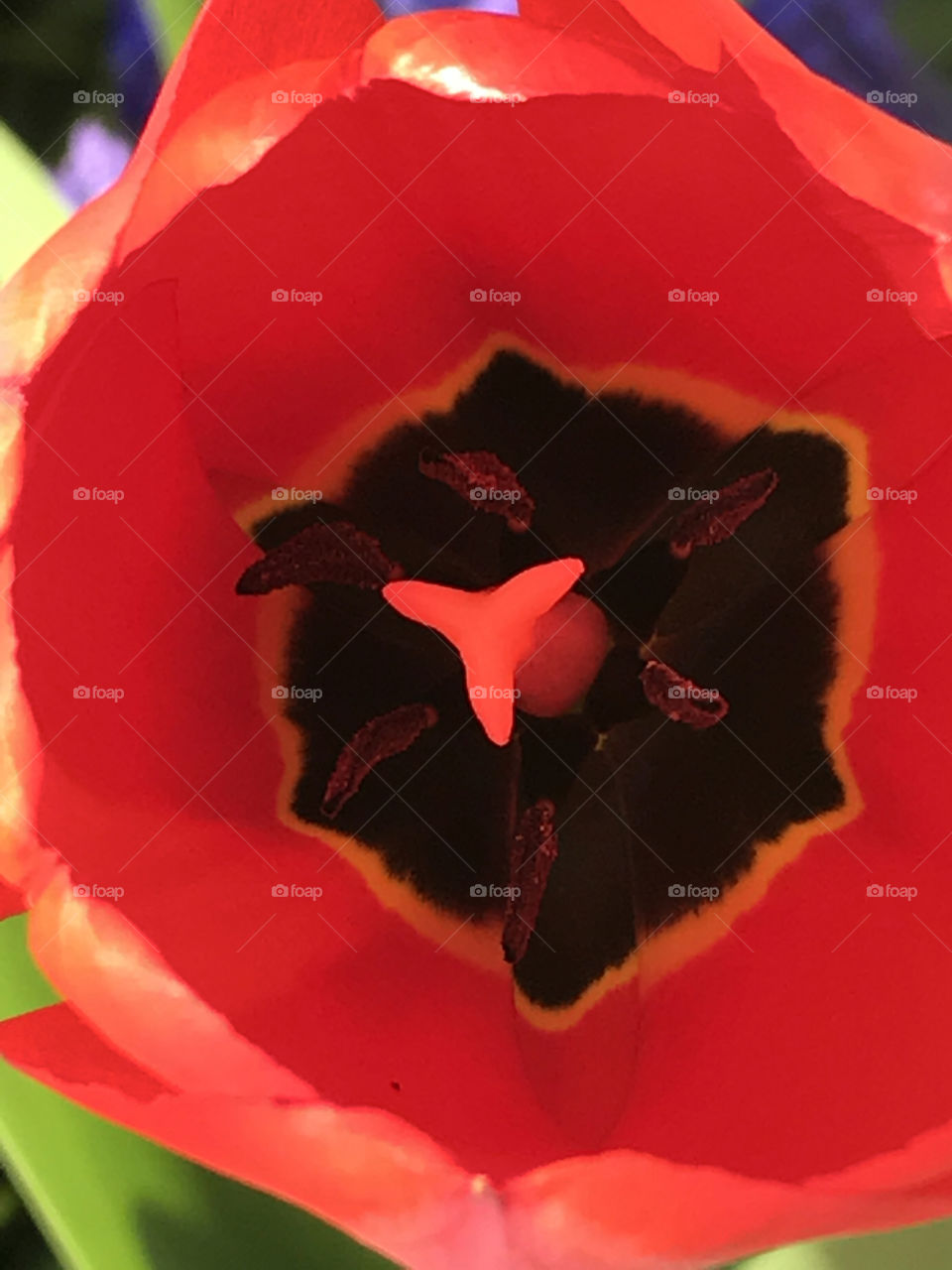 Close-up red tulip