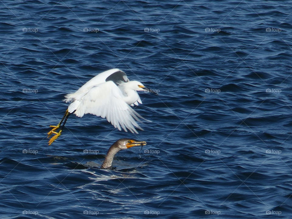 Snowy egret flying over cormorant with fish 