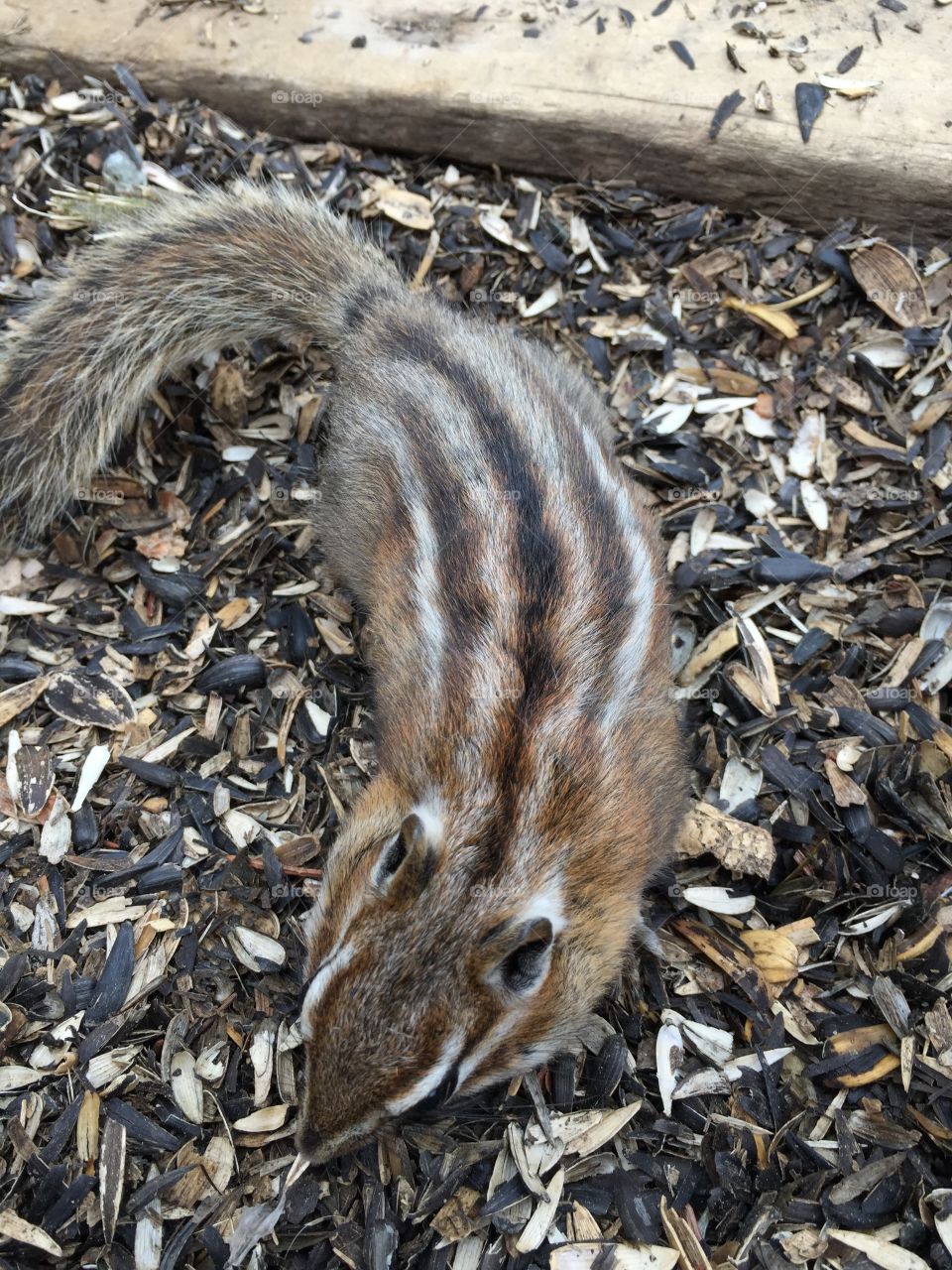 My striped friend. Chipmunk!