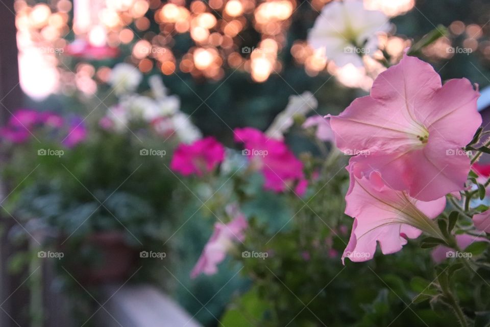 Flowers at sunset