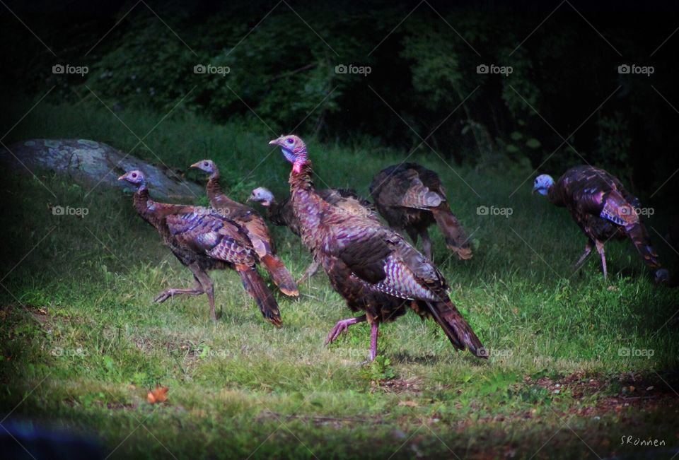 Wild Turkeys crossroads 