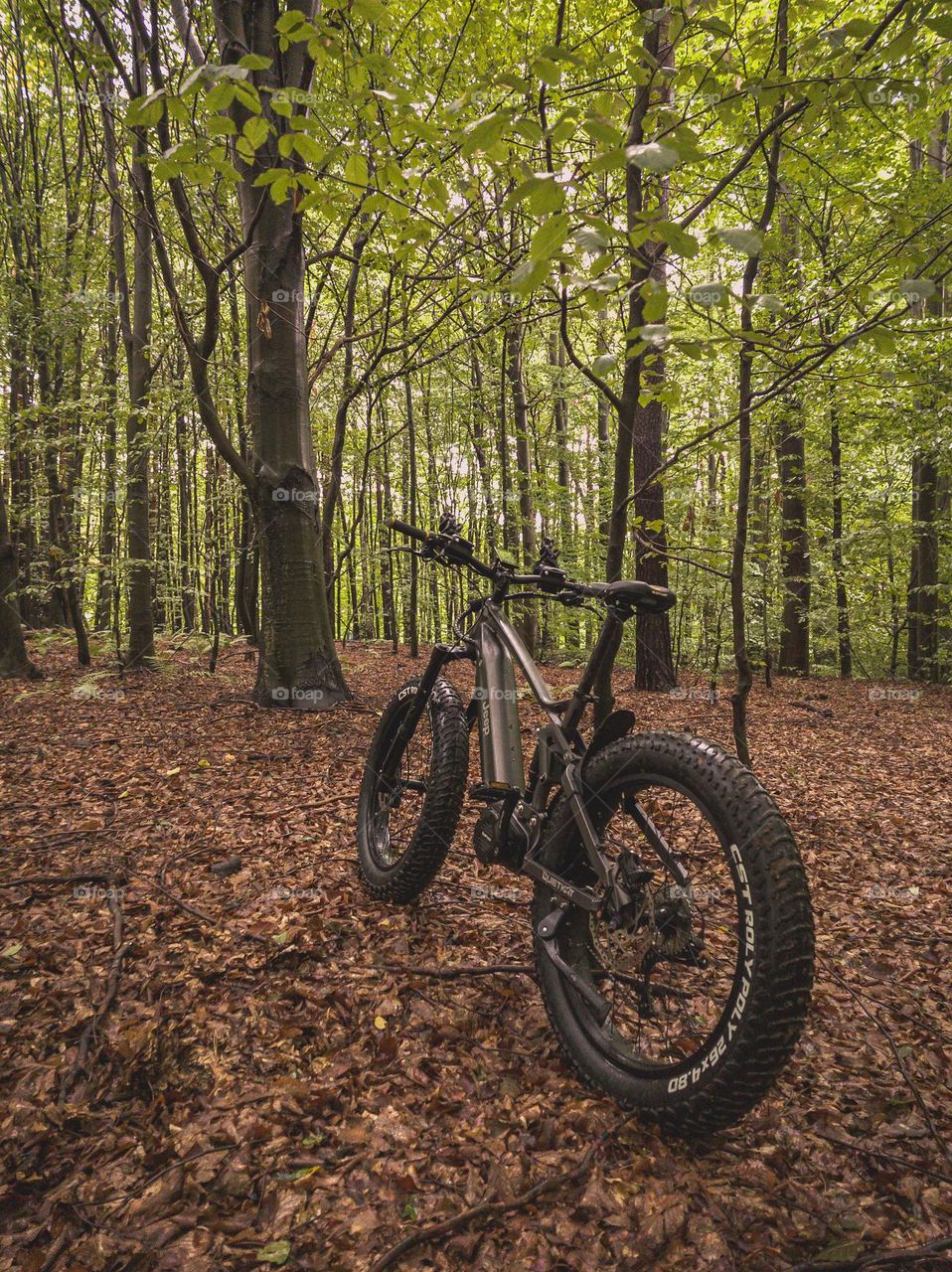 Forest ride