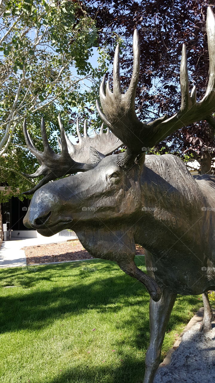 Moose Statue