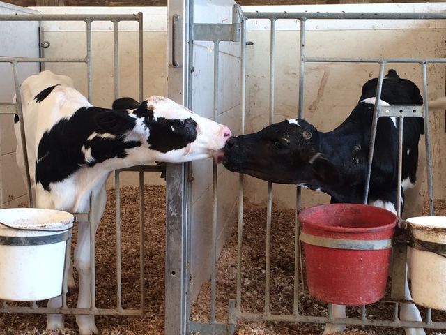 Kissin' Cousins