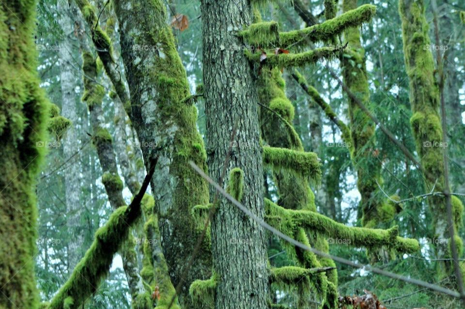 Vibrant green moss envelopes the grey trunks and branches of the trees in a shot of fading winter daylight in a Pacific Northwest forest. 