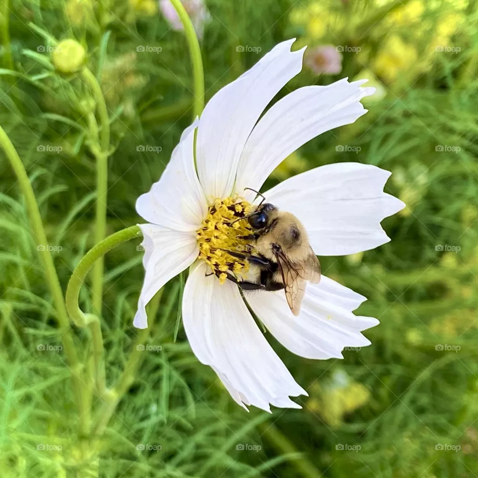 Bees 