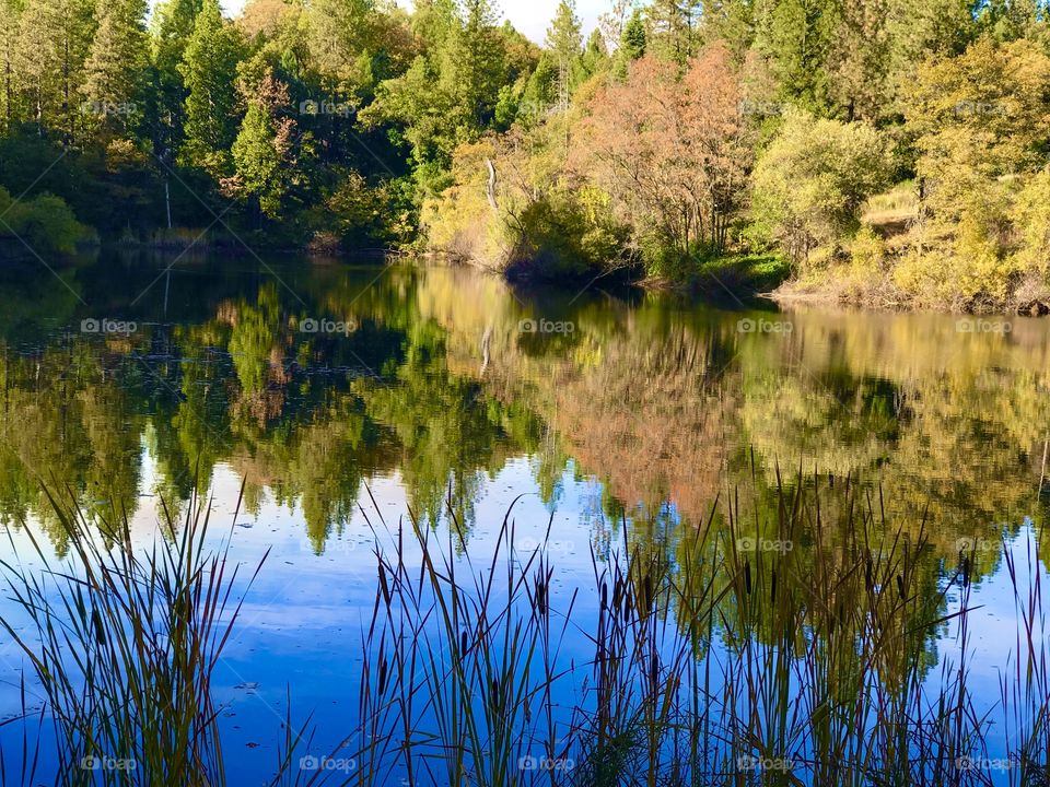 Tree reflection on water