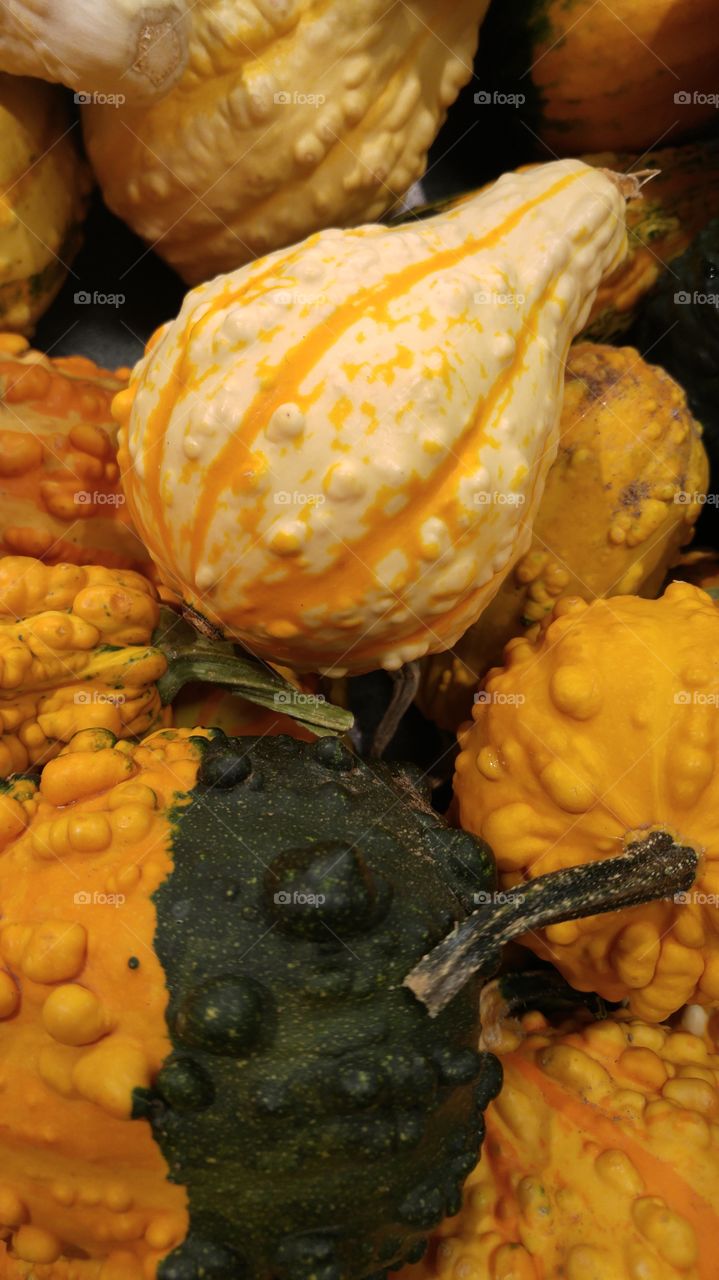 gourds