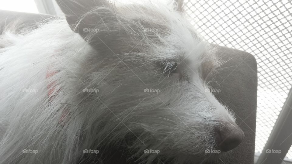 Bentley. my pup taking a nap