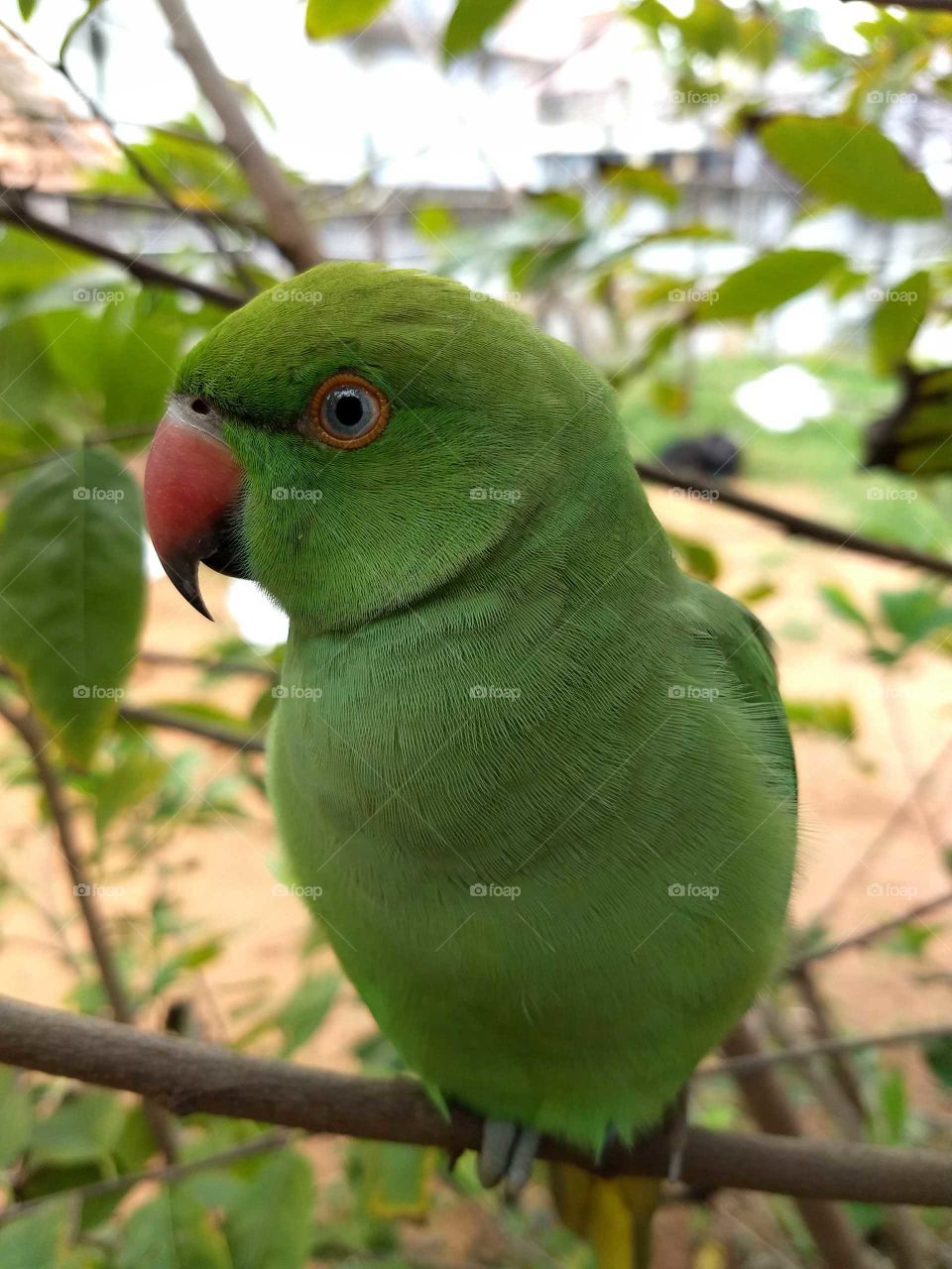 green parrot nature