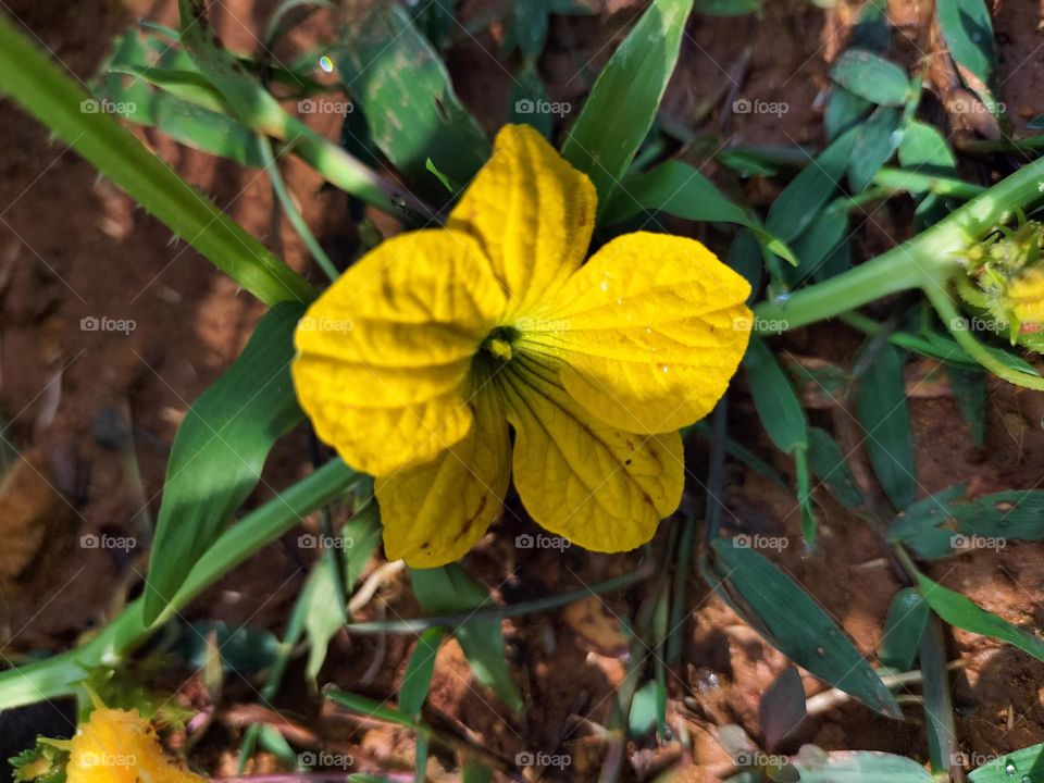 the flowers of the cucumber plant are yellow