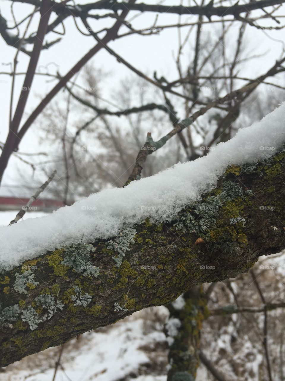 Tree, Winter, Snow, Wood, Nature