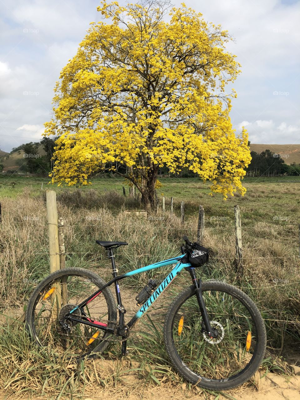 Ipê amarelo ao fundo. Árvore mais conhecida e cultivada no Brasil.