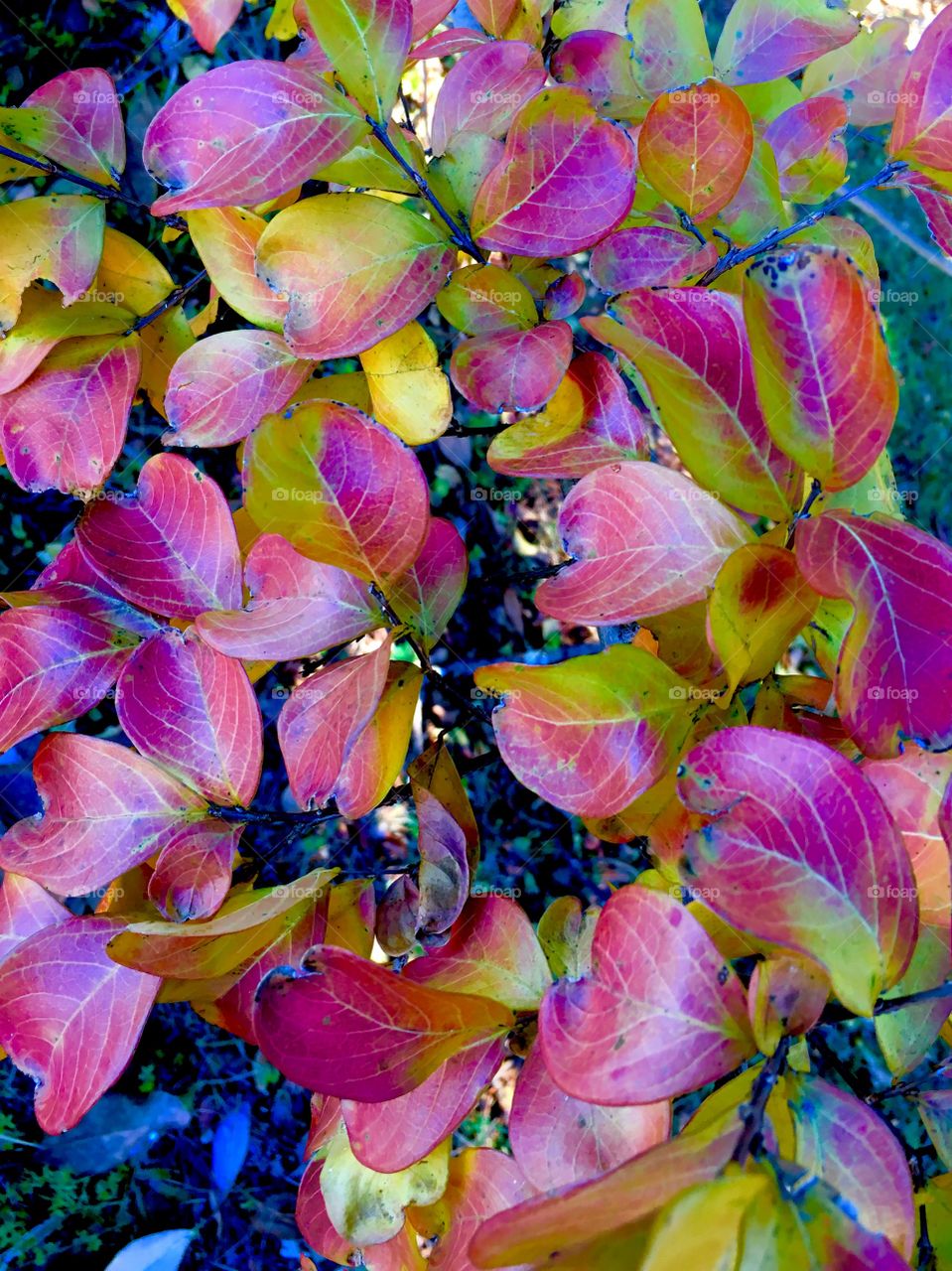 Foliage - manu shades of red