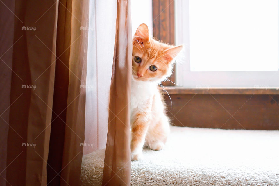 A cat siting in the window