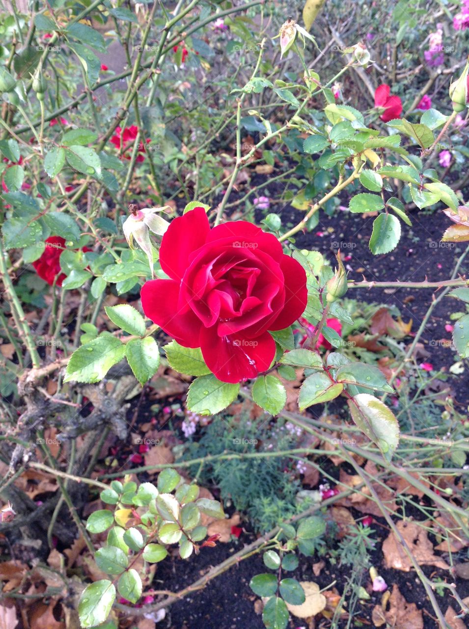 A beautiful red rose