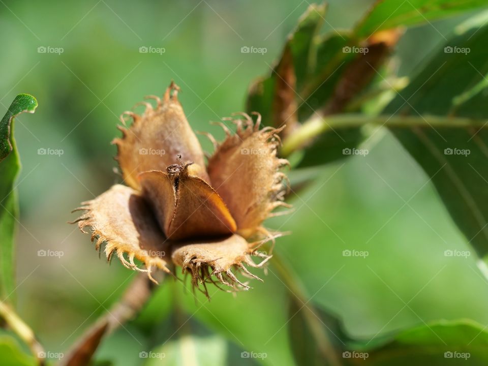 Open beechnut on beech twig