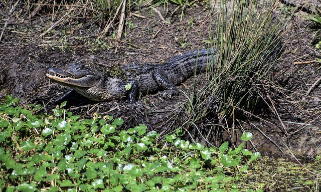 Alligator