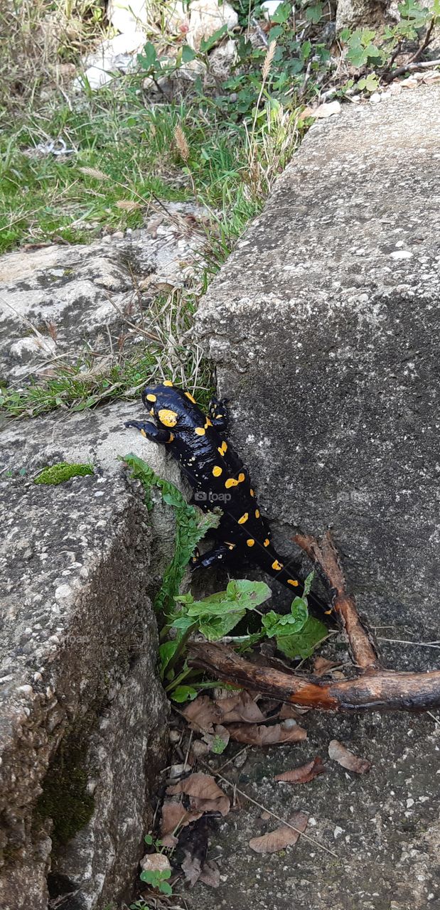 black and yellow salamander