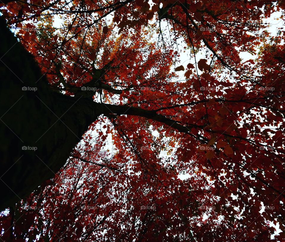 fall tree colors