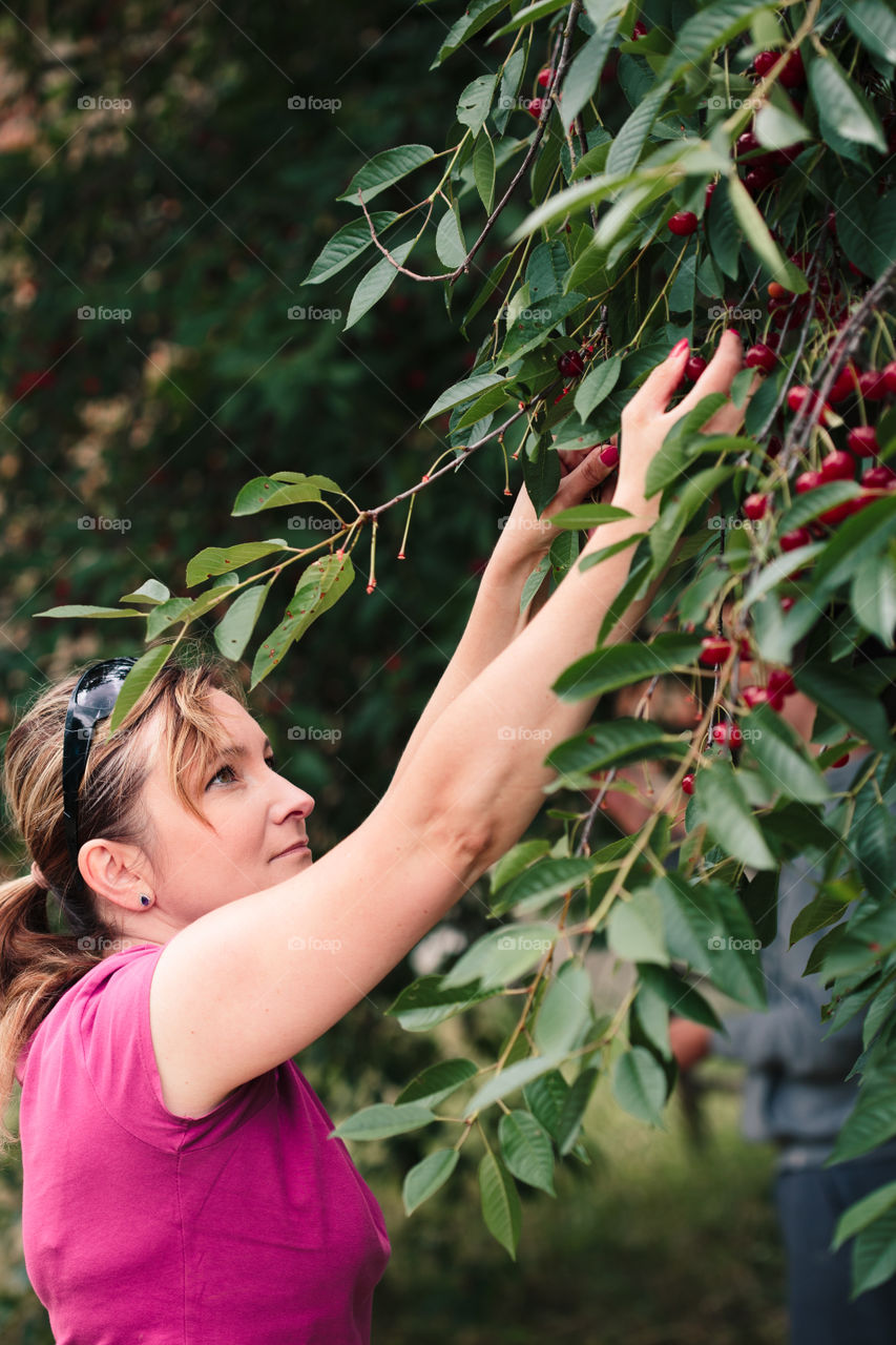 Woman picking cherry berries from tree