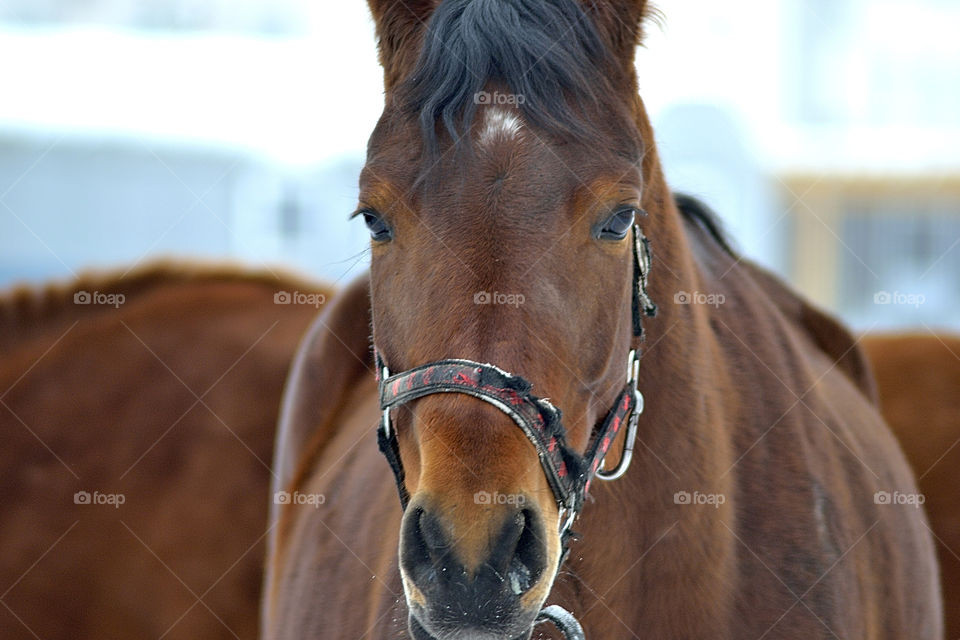 Portrait of a horse