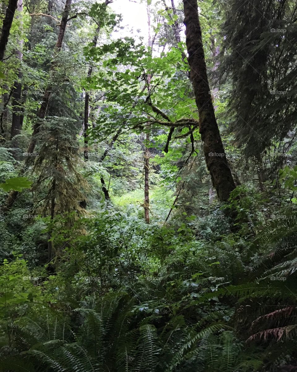 Lush foliage in the temperate rainforest. 