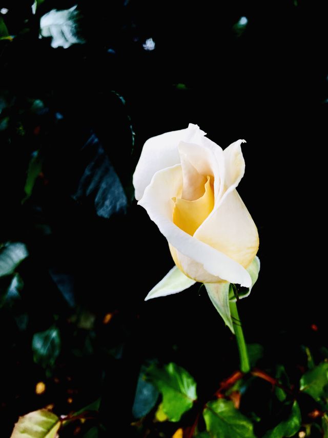 Portrait photography of Flowers 