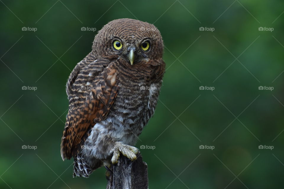 jungle owlet looking in green background