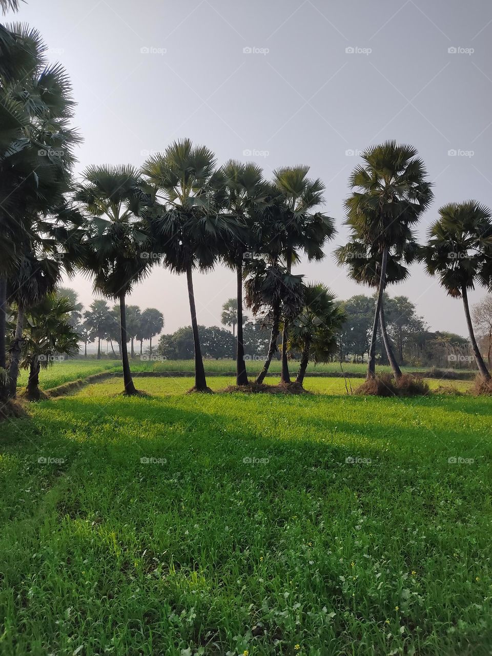 😍A lot of palm 🌴🌴🌴🌴🌴🌴🌴🌴🌴 trees in the middle of the green fields.