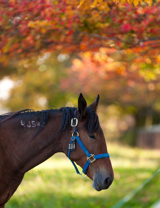 horse