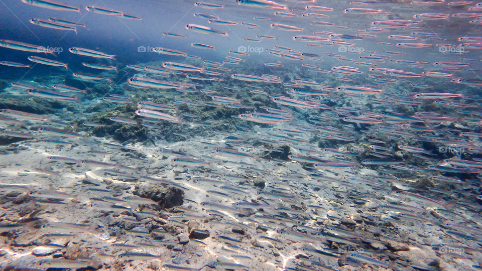 fish in the sea, underwater photo