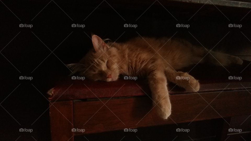 Sleepy Kitty on Piano Bench