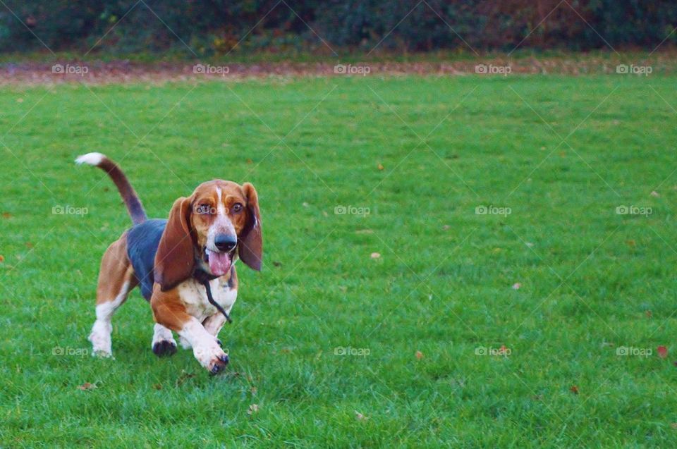 Basset hound 