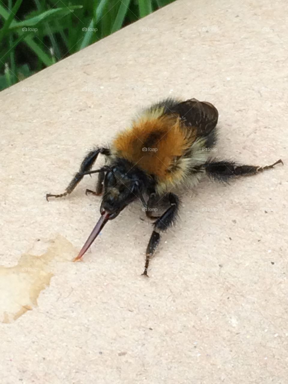 Close-up of bee with honey