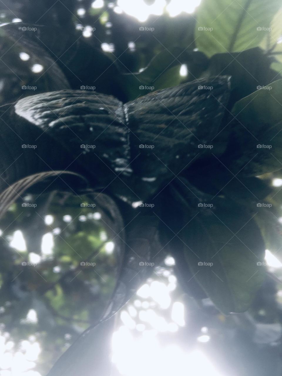 Water has fallen on the leaves of the trees.. A rainy day