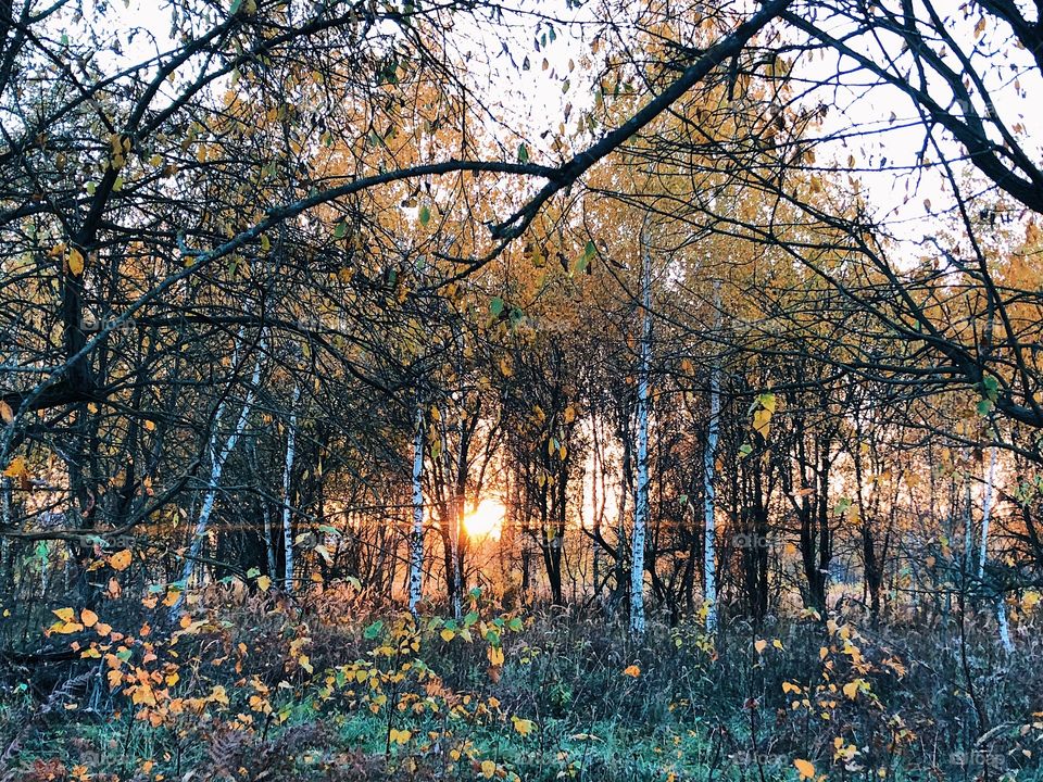 Autumn landscape