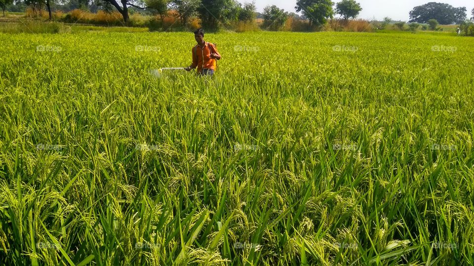 use of herbicide